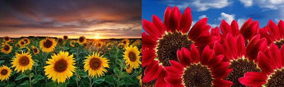 Yellow and red sunflowers in fields